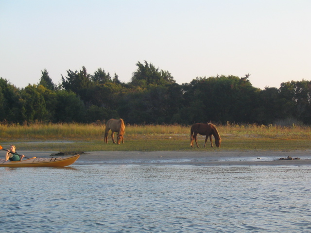 The Neighs Have It - wild ponies at Beaufort