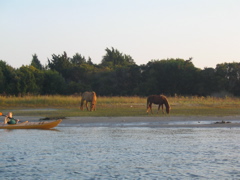 The Neighs Have It - wild ponies at Beaufort