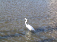 egret