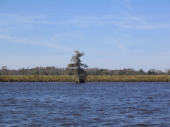 I'll have the rice fields with a side of Spanish moss (on route to Georgetown)