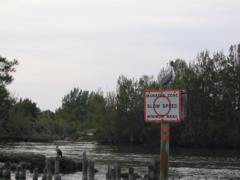 the manatee hangs out by the pelican sign