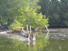 great blue heron