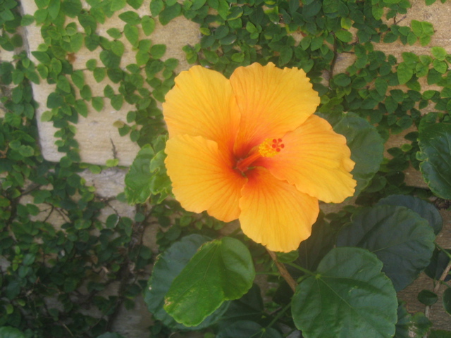 Hibiscus