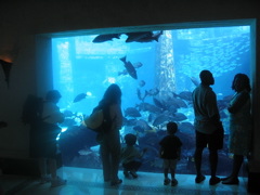 Atlantis Aquarium