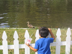 090604 Make Way For Ducklings